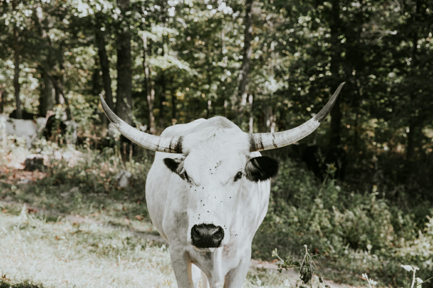 Marriott Ranch in Hume, Virginia