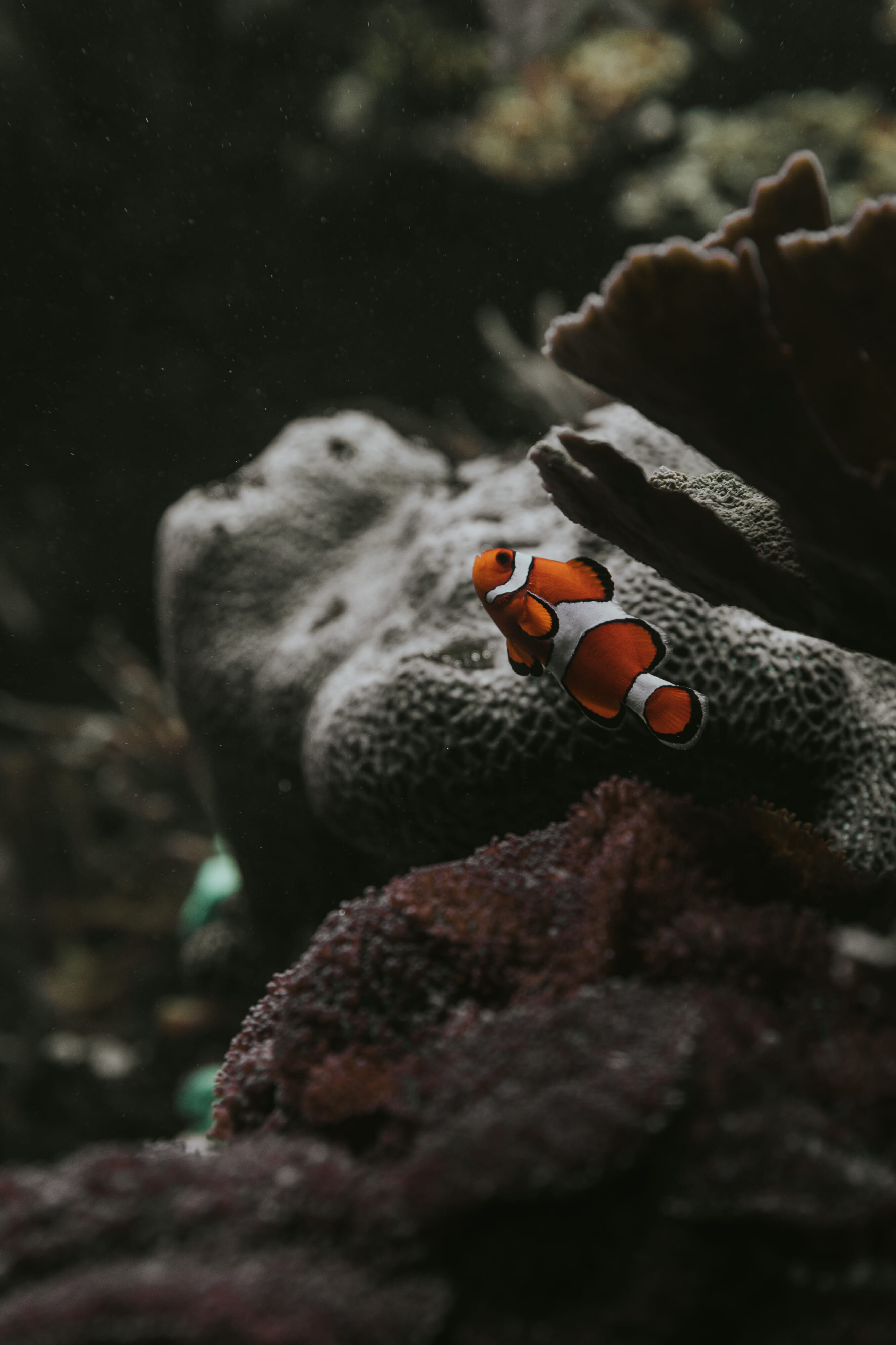baltimore aquarium clown fish