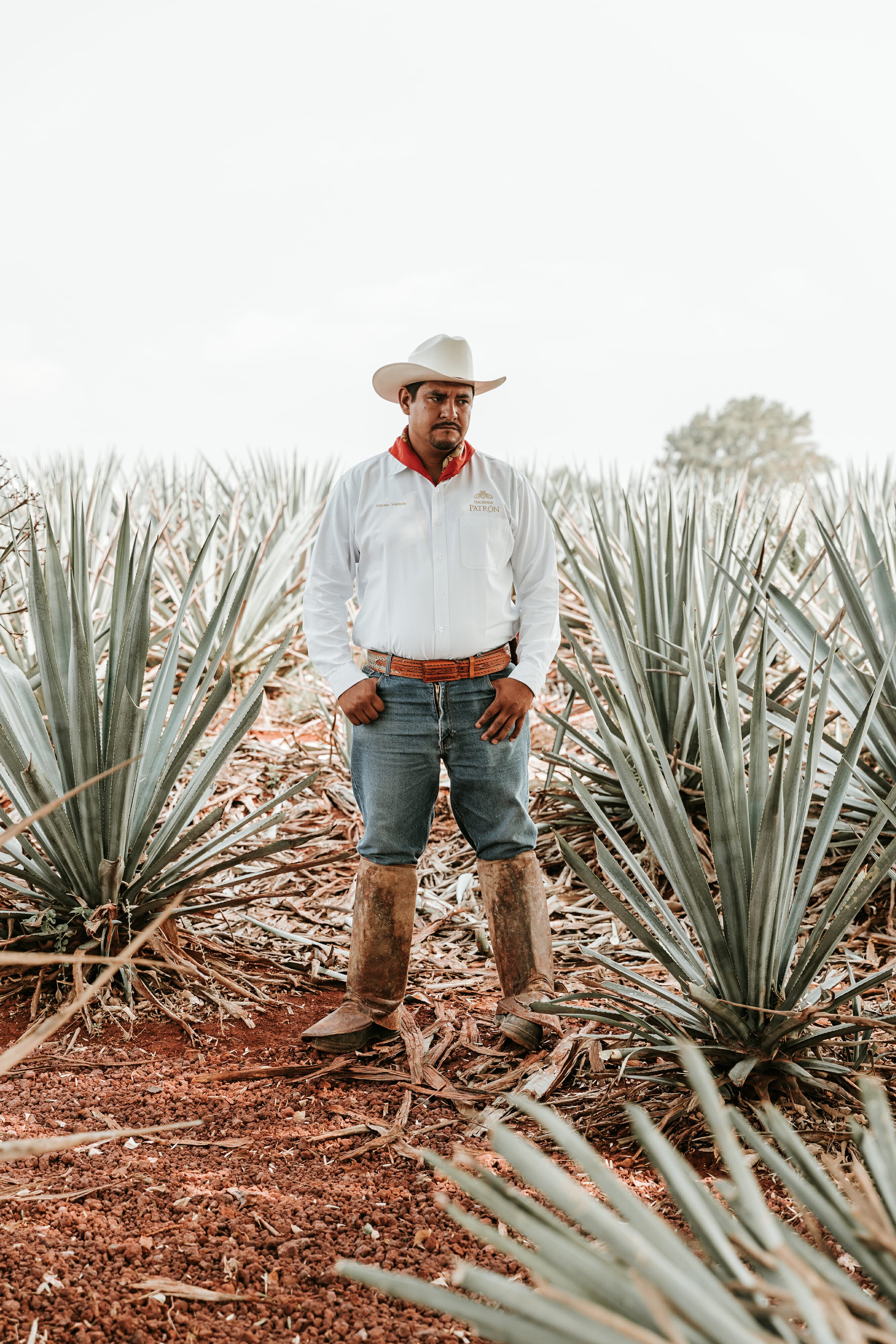 jimador in agave field