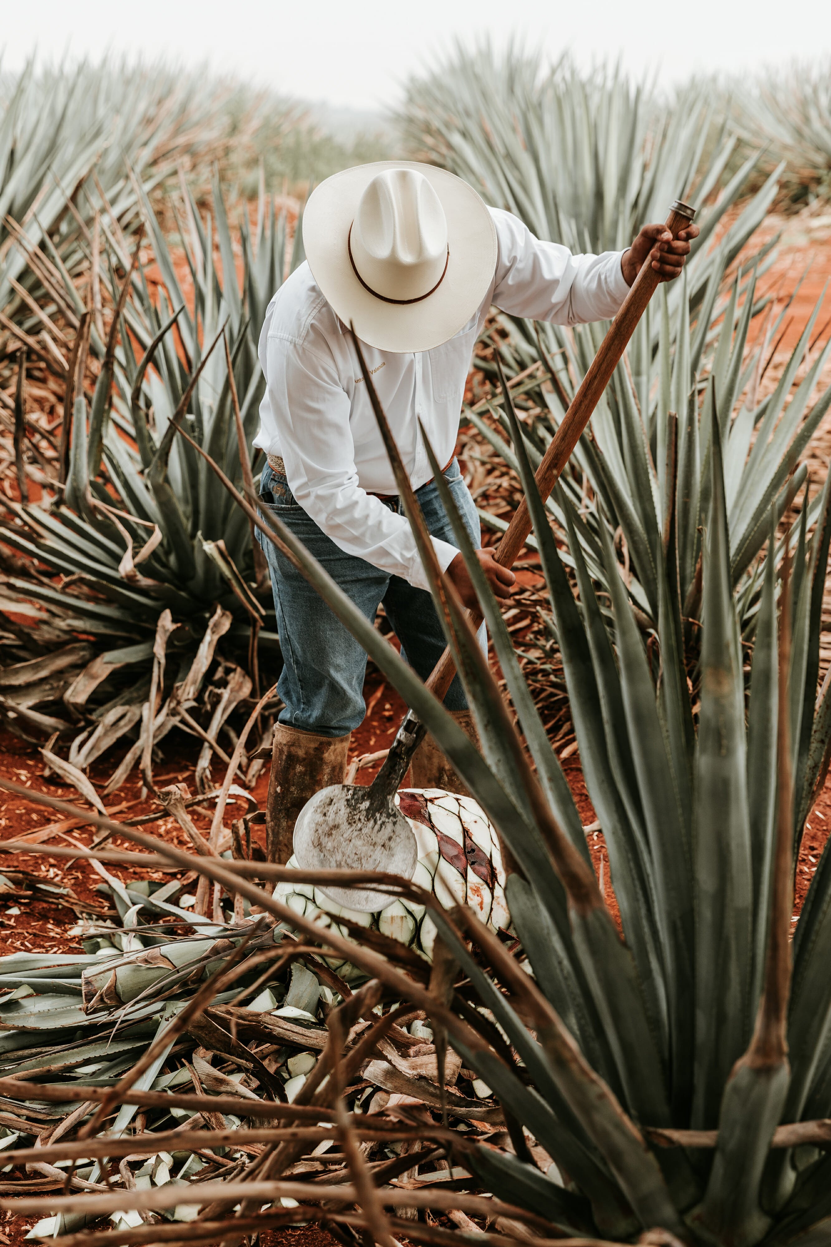 jimador cutting agave