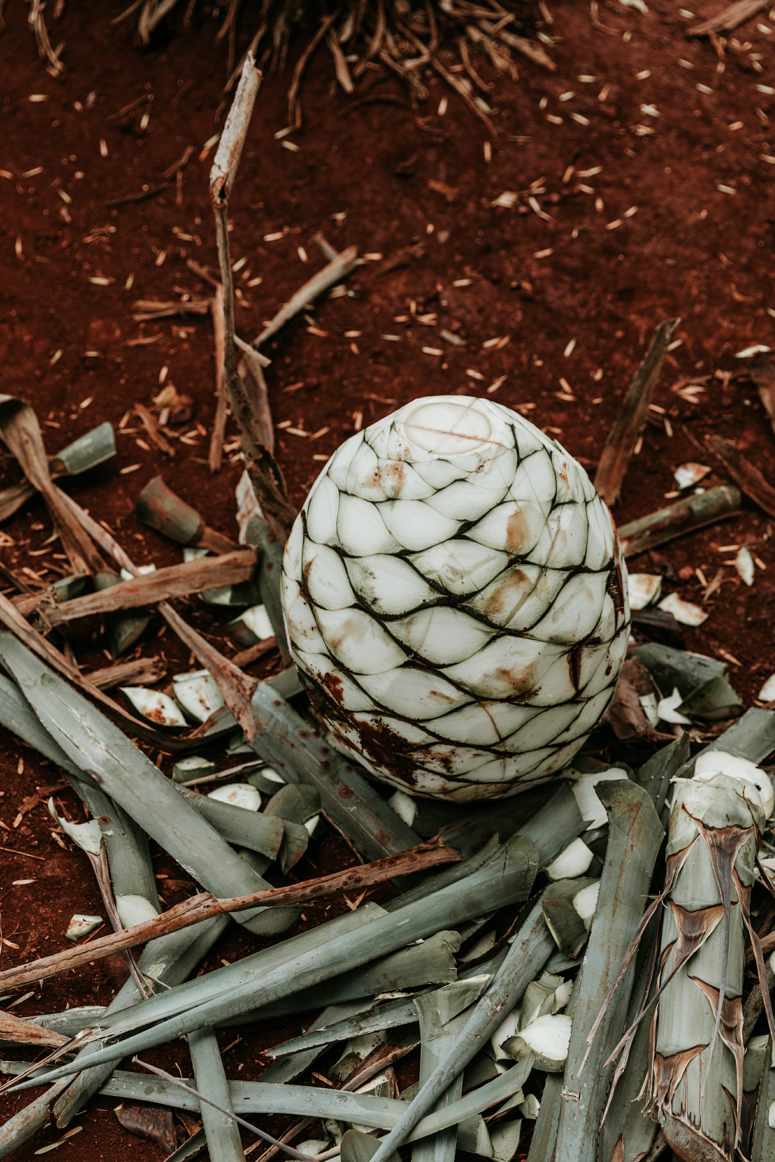 agave in field