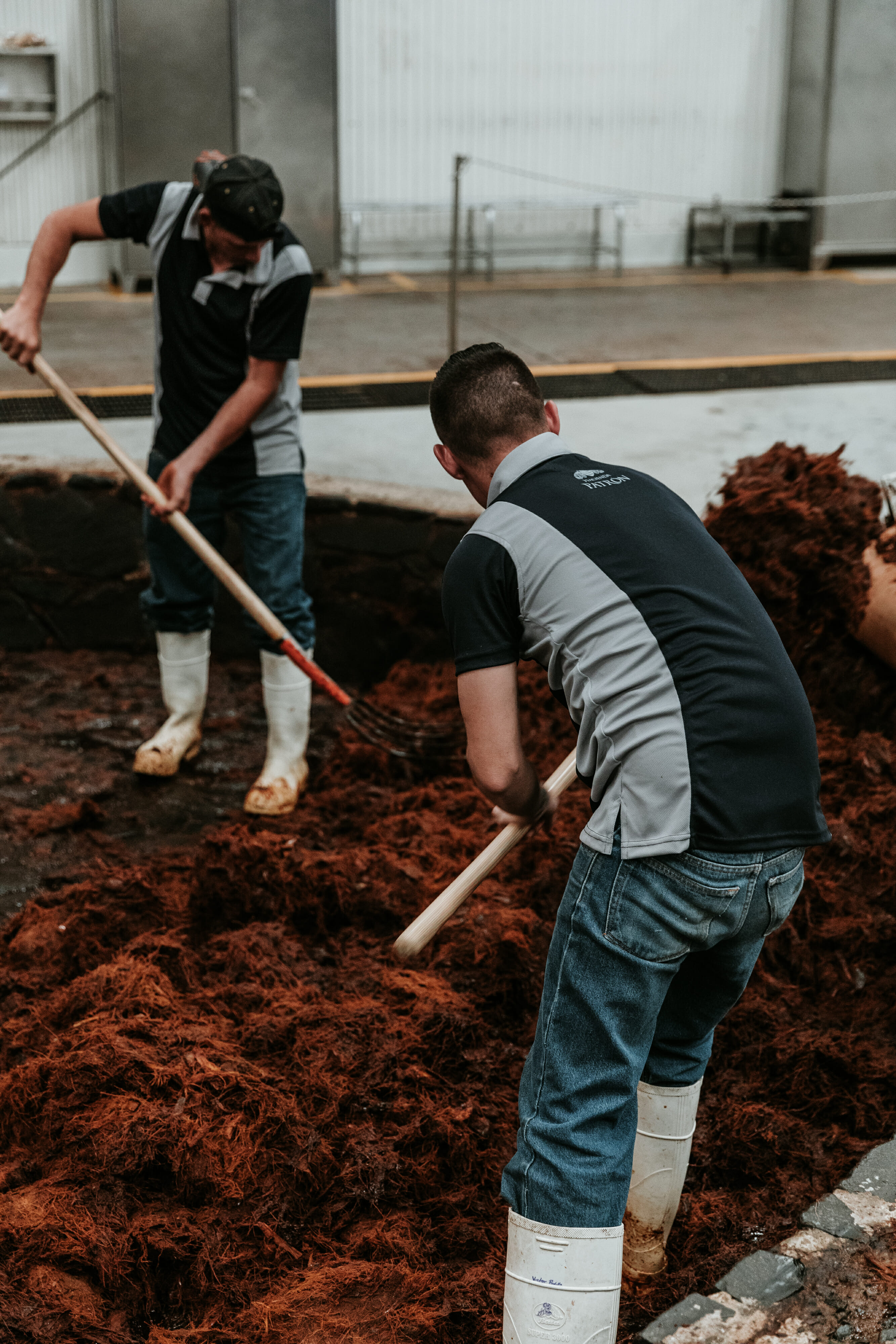 men shoveling agave