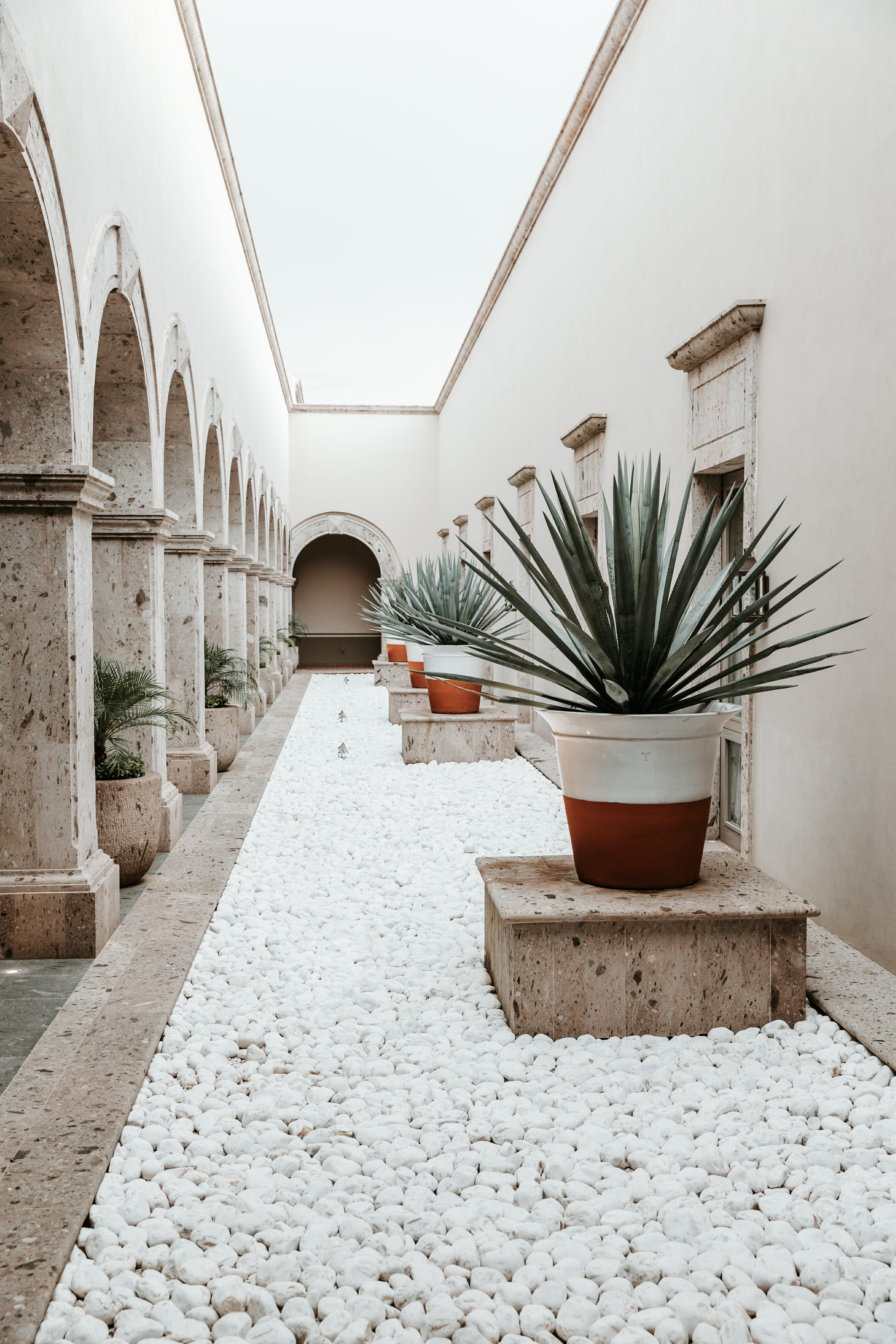 agave plants in pots