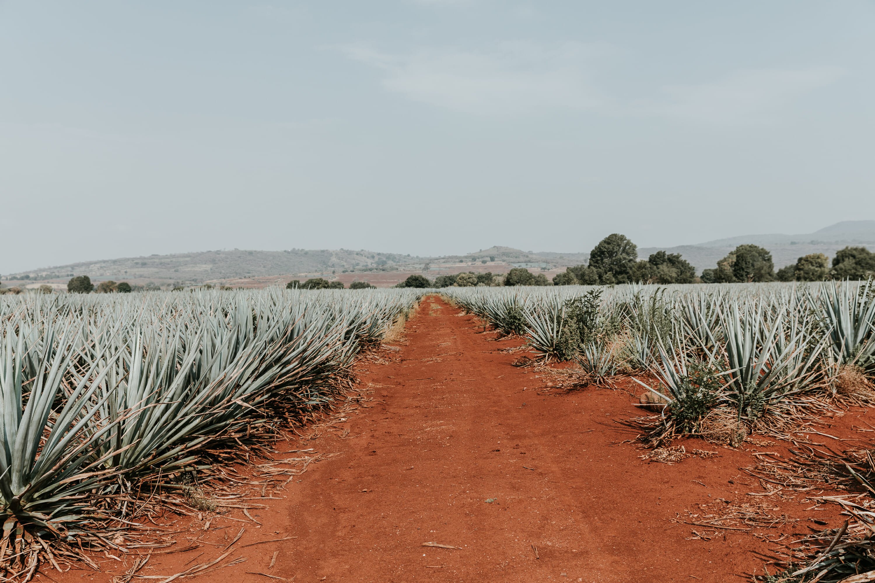 agave field in jalisco mexico