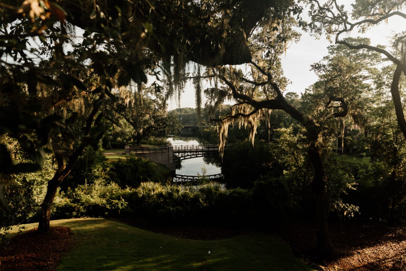 spanish moss on trees