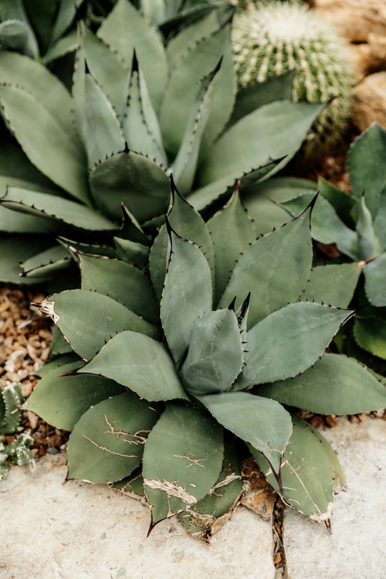 Franklin Park Conservatory and Botanical Gardens